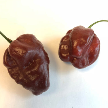 Habanero Chocolate - Seeds - The Pepper Pantry (Formerly Marie Sharp's)